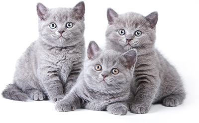 Trois chatons british shorthair gris