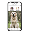 Page web www.oopetlove.com, rencontre pour animaux, promenade, saillie