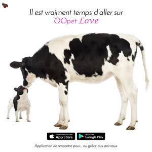 Bouledogue français noir et blanc est attiré par une vache normande