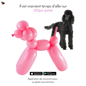 Caniche attiré par le ballon caniche Koons