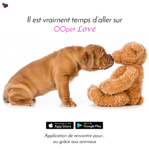 Le chien Dogue de Borddeaux renifle le nounours, l'ours en peluche