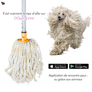 Le chien rasta Kamondor court vers le balai serpillère