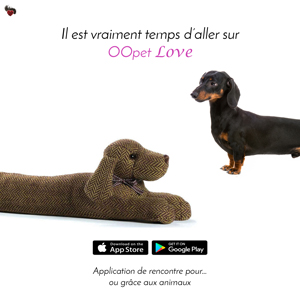 le chien teckel attiré par le bas de porte chien, le chien de porte
