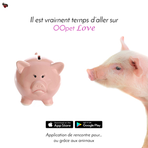 Le cochon et la tirelire cochon