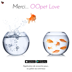 Le poisson rouge saute de son bocal attiré par le sushi