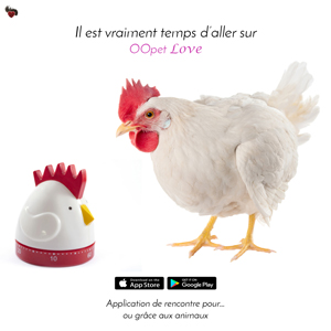 La poule est attirés par le minuteur poule