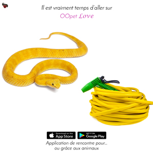le serpent python attiré par le tuyau d'arrosage jaune
