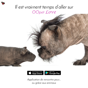 Le cochon d'inde skinny cobaye, sans poil attiré par le chien sans poil, mix bouledogue français