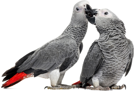 Perroquets gris s'embrassent